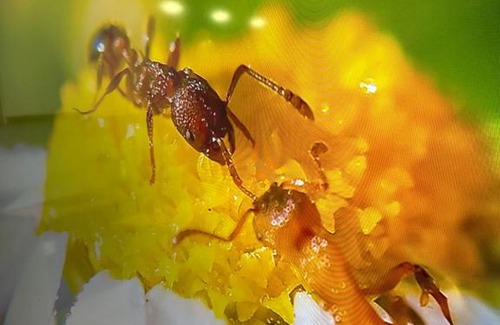 Uralsk Apartment | ЖК Гранд хаус