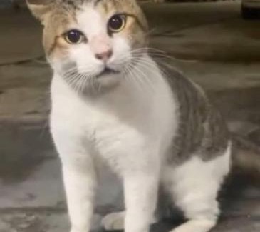 Qena Apartment | الجيار