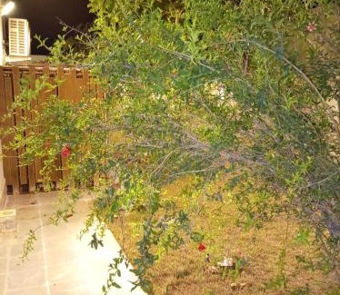 Rayyis Apartment | نسيم لافا