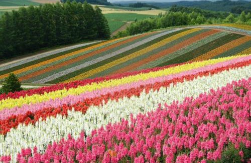 Asahikawa House | 旭川貸切一軒家プラスティ