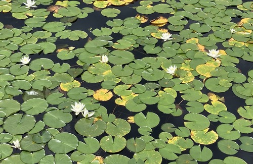 Nesquehoning Cabin | 10 min to Jim Thorpe -Private, new cabin with pond 4 Bedroom, 3 bath, sleeps 10