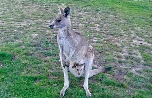 Gundaroo House | 1BR bungalow farmstay. Located 40mins north of Canberra