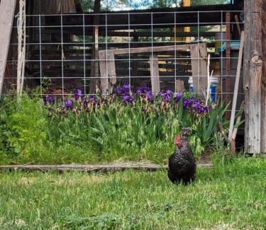 South Cascades Area Bed & Breakfast | 8 Mile Farm Bed & Breakfast