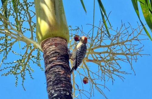 Veracruz Apartment | A beachfront property very near to Panama city