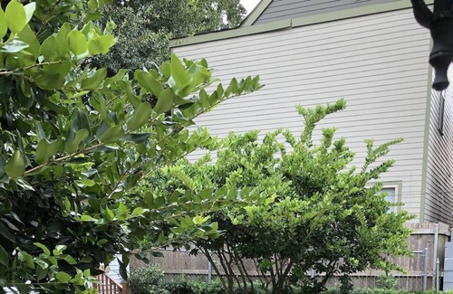 Uptown Historic District Cottage | Adorable uptown cottage, just steps to shopping, parade routes, and much more!