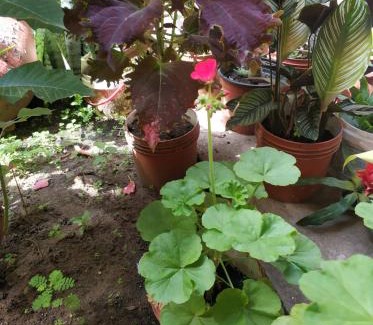 Morales Bed & Breakfast | ALOJAMIENTO FAMILIAR ORQUIDE@S