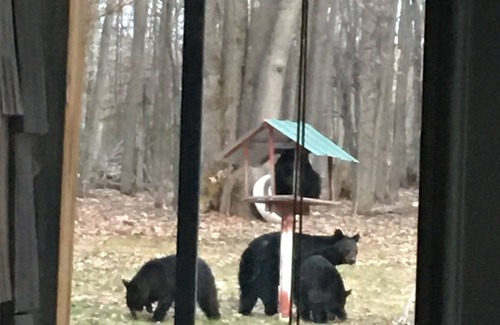 Bellaire Cabin | Amy’s little cabin with 30 aces wood land near torch lake and bellaire lake