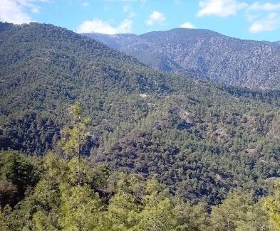 Vasa Koilaniou Cabin | Anastasi Tiny Homes