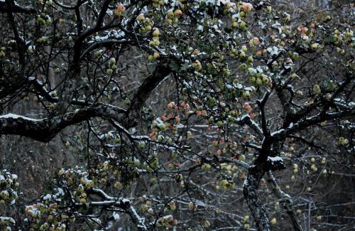 St. Michael/San Michele Apartment | Ansitz Jenner