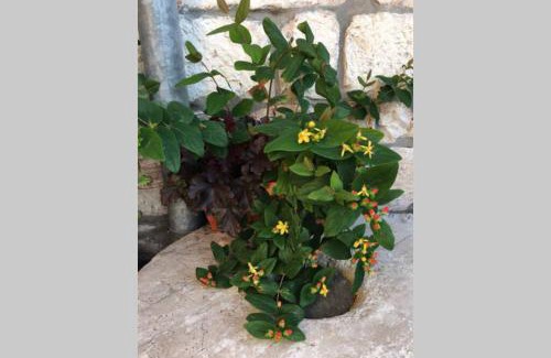 Stari Grad Apartment | Apartman Knezovic