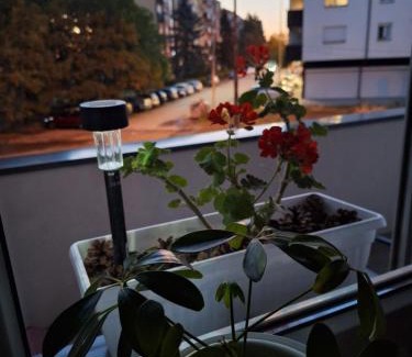 Mladenovac Apartment | Apartman ZID