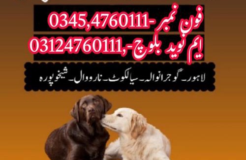 Faisalabad Apartment | Army Dog Center Faisalabad