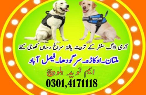 Faisalabad Apartment | Army Dog Center Faisalabad