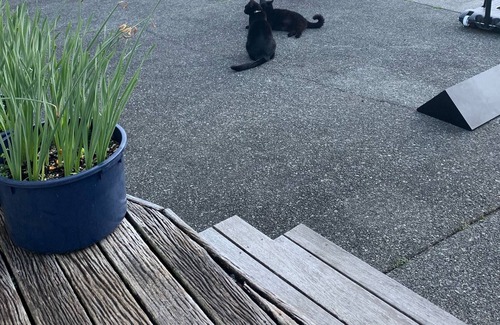 Kensington House | Basic house in a good area