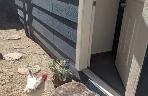 Richmond Annex Apartment | Bay Area Tiny Tranquil Oasis - with Backyard Chickens!