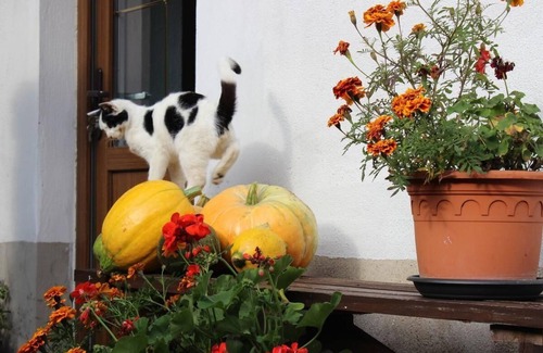 Klein Gastrose House | Beautiful holiday home for 6 people in a quiet location