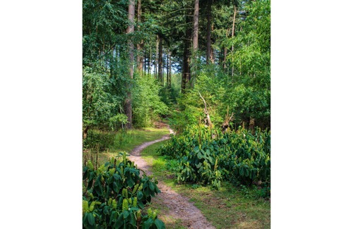 Bosgebied Hoenderloo House | Beautiful private villa for 4 people with A/C, WIFI, pool, TV, terrace and pets allowed