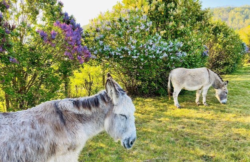 Vignieu House | Beautiful renovated old country house with land 3000 m2