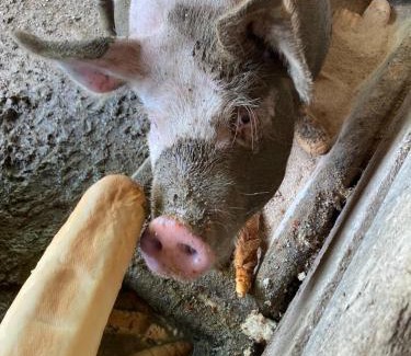 Saalfelden am Steinernen Meer Apartment | Bergblick