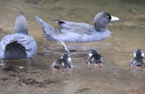 Waimiha Hotel | Blackfern Lodge