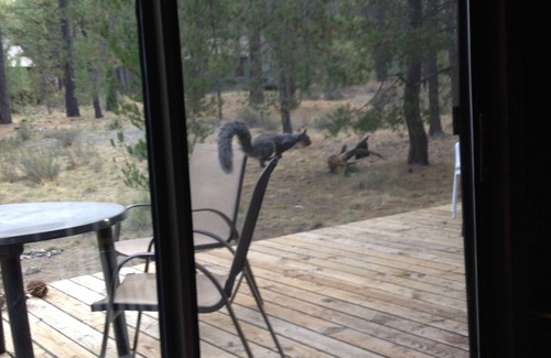 Overlook Park Cabin | BOOKING FOR FALL & HOLIDAYS!nNOTHING FANCY! Great cabin & price. Best location!