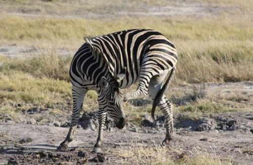 Maun Other | Bush Baby Calls mobile camps