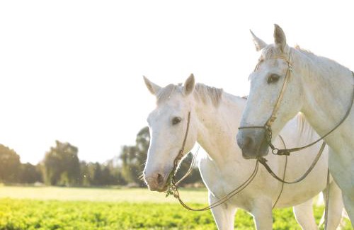 La Merced House | Cabaña Atardecer - Finca La Falda - Salta