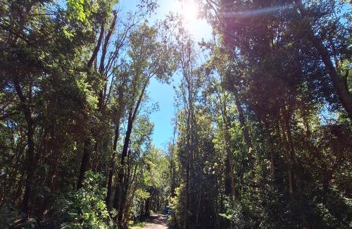 Queilen Apartment | Cabañas Bosquemar 1