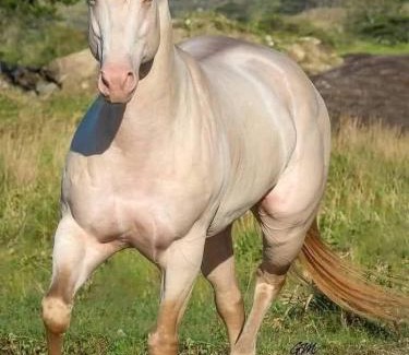 Udumbanchola Villa | CALVARY MOUNT WiLD HOME'S