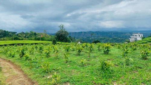 Udumbanchola Villa | CALVARY MOUNT WiLD HOME'S