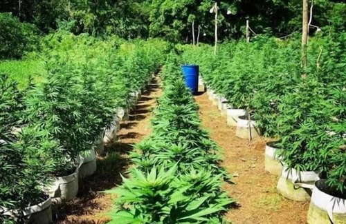 Little Bay House | Cannabis friendly B&B at Hayley's Paradise.