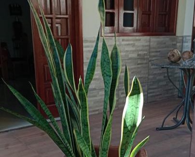 Santa Cruz da Baixa Verde Apartment | Casa 48