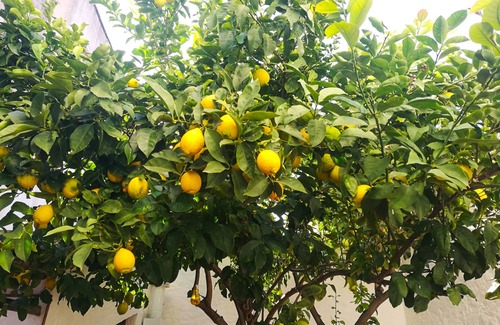 Torpe House | Casa Antica "Lemon Tree" Single house of over 130 years
