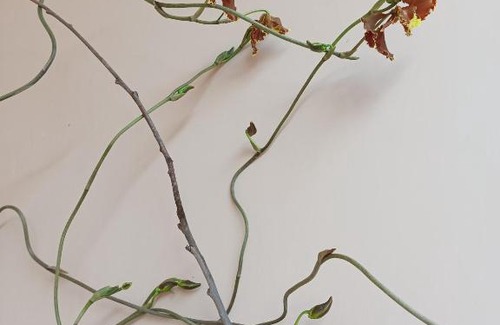 Chimborazo Province House | Casa David