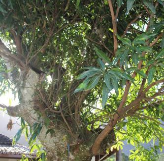 Lagoinha House | Casa na praia com pomar