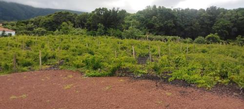 Sao Roque do Pico House | Casas do Baleeiro - Casa da Vinha