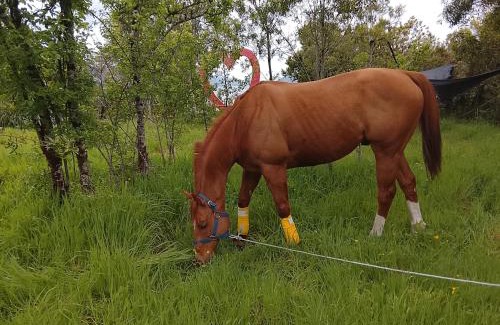 Chonchi House | Casona Gerding
