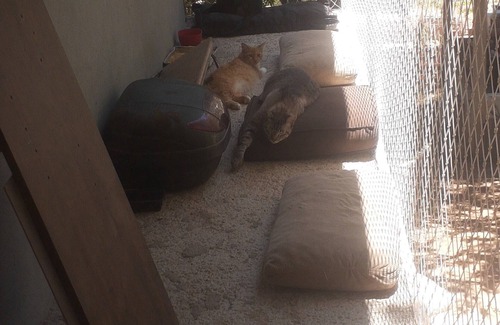 Jarinu House | Cat boarding 🐱 🐱 🐱 are you going to travel, leave your little friend here and have fun