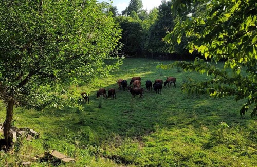Freedom Cabin | Celtic Glen Farm Stay - Mini Log Cabinn