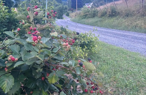 Old Town Cottage | Charming 2-BR cottage in Galax with WiFi, AC. Close to Blue Ridge Parkway