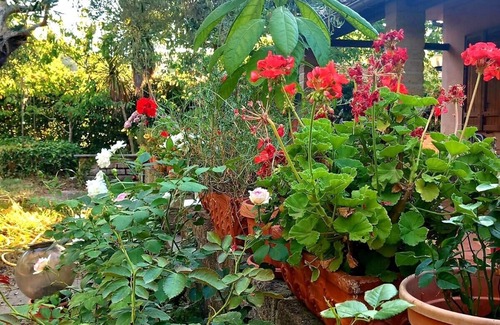 Lake Bracciano Apartment | Charming escape in the green, a short walk from the lake – pets welcome