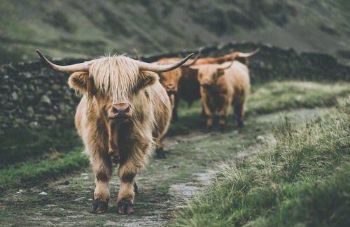 Castleton House | CLIFFE COTTAGE - Countryside Cottage in Castleton, Peak District National Park