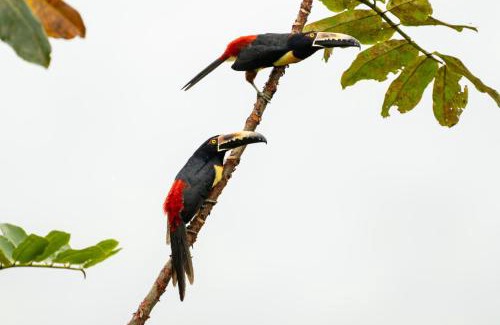 Sarapiqui Ski Chalet | Coco Cabana in the Jungle