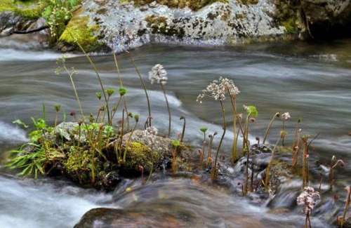 Sugar Pine House | Corlieu Falls Cabin in Sugar Pine 8 miles from Yosemite with Gazebo, Hot tub a shack and Bar top