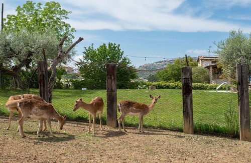 Citta Sant'Angelo Apartment | Cosy apartment for 4 guests with A/C, WIFI, pool, TV, patio and pets allowed