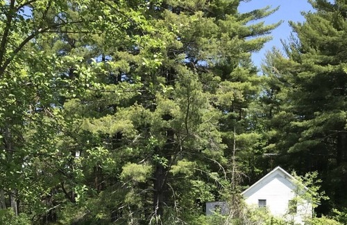 Alford Cottage | Cottage in the Berkshires 10 min. to Great Barrington