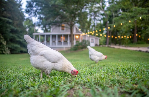 Etlan Cottage | COUNTRYSIDE GETAWAY: Two bedroom cottage in Sperryville near Old Rag Mtn.