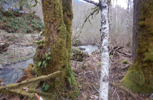 Lime Kiln House | Cozy, Affordable guest accommodations in Verlot, WA - Granite Falls Area Pets OK