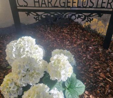 Friedrichsbrunn Hotel | CS HARZgeflüster-Das Familienhotel