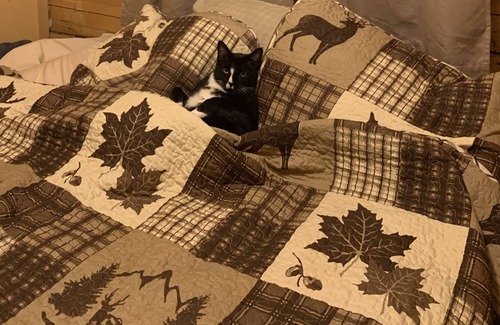 Wasilla Cabin | Cute log/wood house on 2 acres. Just a few miles from City Center, Wasilla.